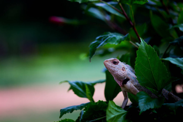 Jaszczurka ogrodowa lub znana również jako Orientalna Jaszczurka Roślinna spoczywająca spokojnie na gałęzi rośliny  - Zdjęcie, obraz