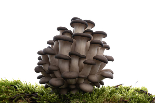 устричные грибы дерево с зеленой травой из леса пропаганды здорового веганского образа жизни, едят чистые с витаминами и антиоксидантами - Фото, изображение