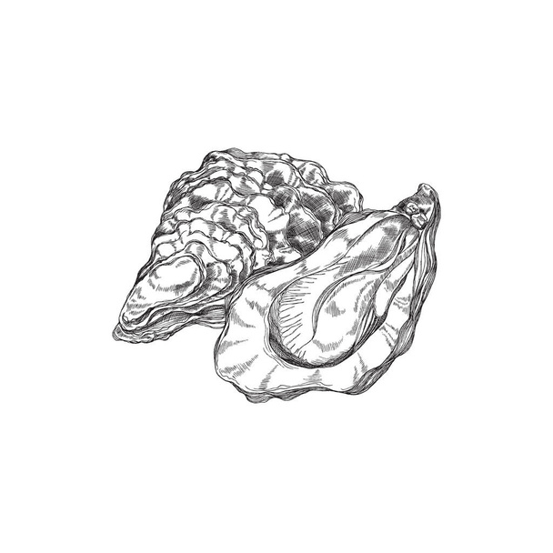 Fresh oyster mollusk and delicious seafood, sketch vector illustration isolated. - Vektör, Görsel