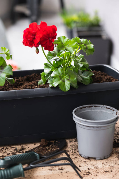 Geranium transplant process. Flower pots and garden tools. - Photo, Image