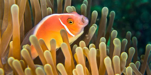 Pink Anemonefish, Amphiprion perideraion, Magnificent Sea anemone, Ritteri anemone, Heteractis magnifica, Lembeh, North Sulawesi, Indonesia, Asia - Photo, Image
