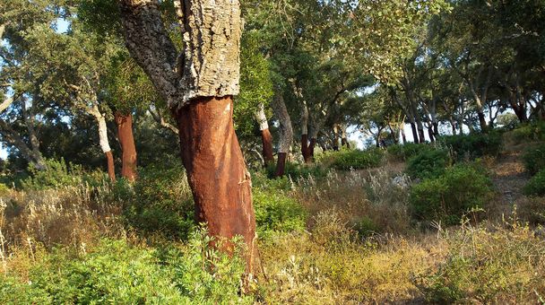 Blockhead Forest, Cork, Parco Naturale Los Alcornocales, Provincia di Cadice, Andalusia, Spagna, Europa - Foto, immagini