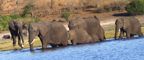 Slon, Loxodonta africana, řeka Chobe, národní park Chobe, Botswana, Afrika - Fotografie, Obrázek