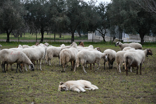 Un troupeau de moutons paissant dans une ferme du sud de l'Italie. - Photo, image