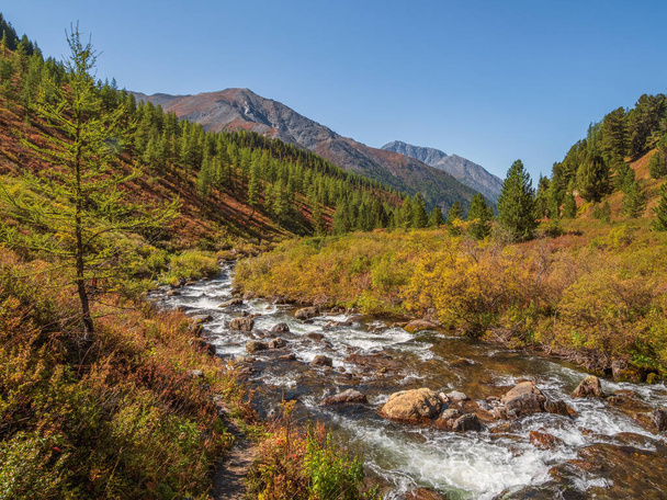 Scenic alpine landscape with a mountain river in a mountain cedar valley in the bright midday sun. Bright alpine autumn landscapes with a beautiful river on a sunny day. - Photo, Image