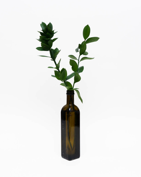 green plant in a glass jar on a white background - Zdjęcie, obraz