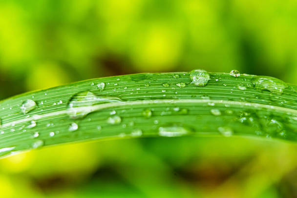 Macro closeup of Beautiful fresh green grass with drop of water in morning sun nature background. - Foto, afbeelding