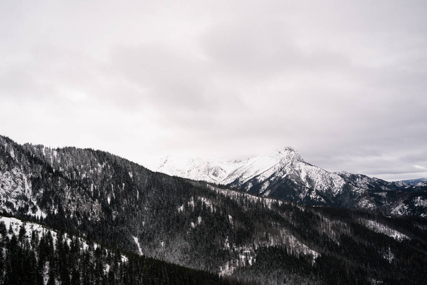 beautiful landscape with snow covered trees - Φωτογραφία, εικόνα