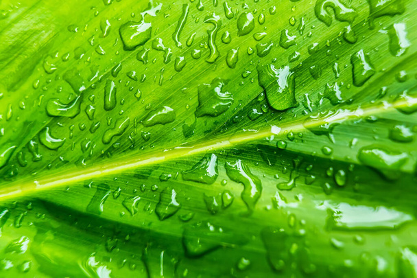 Macro closeup of Beautiful fresh green leaf with drop of water after the rain in morning sunlight nature background. - Foto, Imagen