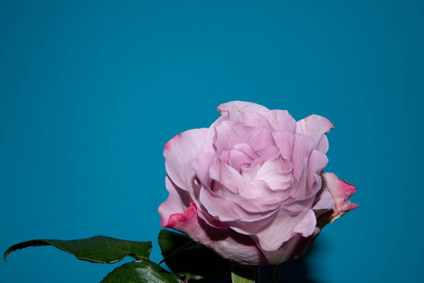 bela flor rosa única, vista de perto, conceito de verão - Foto, Imagem