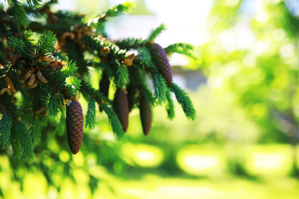 Fir branches with cones. Pinery. Trees in forest. Glare of the sun. - Photo, Image