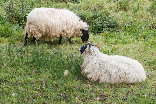 Skotské ovce černé tváře ležící a pasoucí se na poli - Fotografie, Obrázek