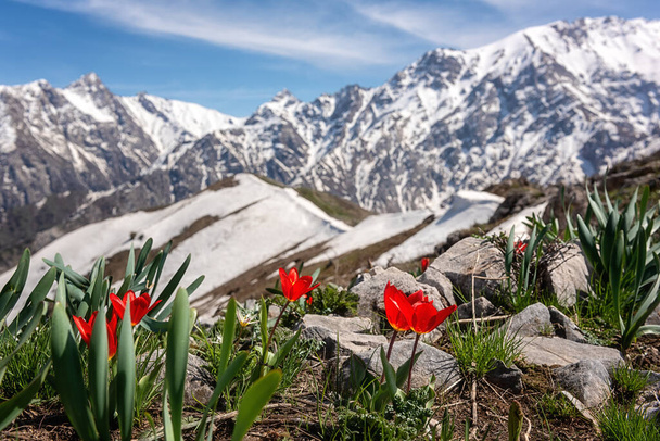 Baharda Chimgan dağlarında yetişen güzel kırmızı lale çiçekleri. Büyük Chimgan ve mavi gökyüzünün karlı zirvesi olan muhteşem doğa manzarası. Açık hava yolculuğu arka planı, Özbekistan. - Fotoğraf, Görsel