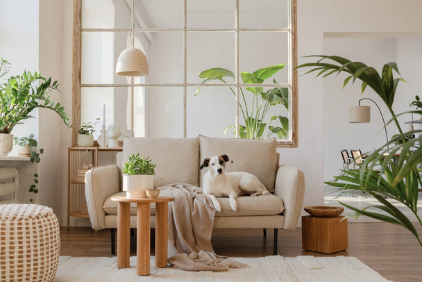 Elegant living room interior design with beige modern sofa, side table and creative accessories. Beautiful dog lying on the couch. Template. Copy space.  - Photo, Image