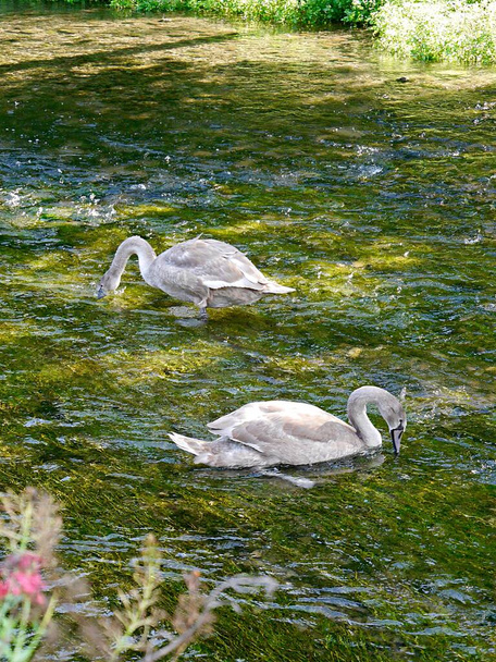 Escena pictórica de dos cisnes en un río, pueblo de Cotswolds, Reino Unido - Foto, imagen