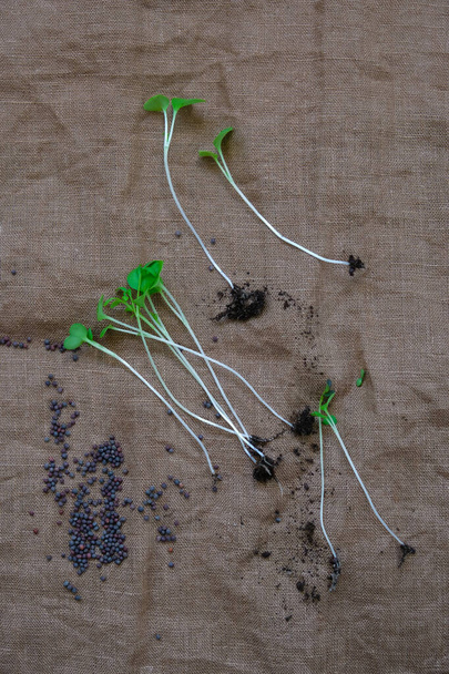 Пророщені мікрозелені з корінням і грунтом на коричневій серветці з лляного полотна. Вертикальне зображення
. - Фото, зображення