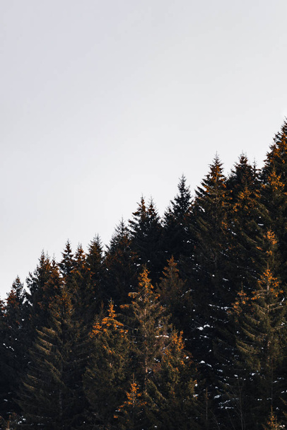 beautiful winter landscape with trees and snow - Zdjęcie, obraz
