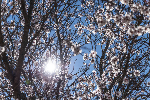 Zachte bloeiende amandelboom. Takken amandelbloemen in zonnig hol op de achtergrond van de blauwe lucht. Selectieve focus. - Foto, afbeelding