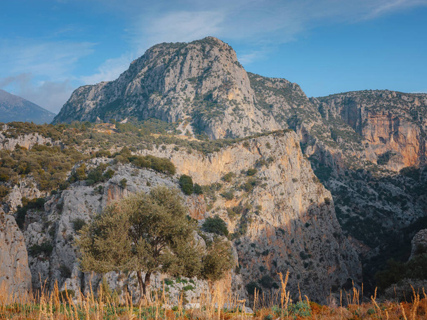 procházka v olivovém háji nad kaňonem Saklikent v Turecku. Velké a staré vinobraní olivovníku v olivové zahradě proti horám - Fotografie, Obrázek