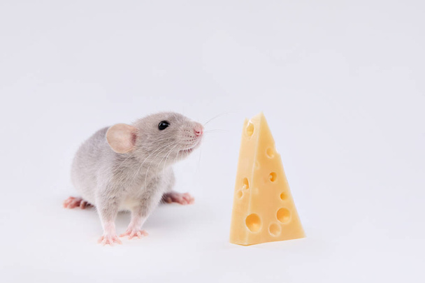 Domestic rat with cheese on a light background. Cute baby dumbo. - Zdjęcie, obraz