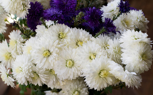 Crisântemos - um buquê de flores brancas e roxas. Floração em Ucrânia. - Foto, Imagem