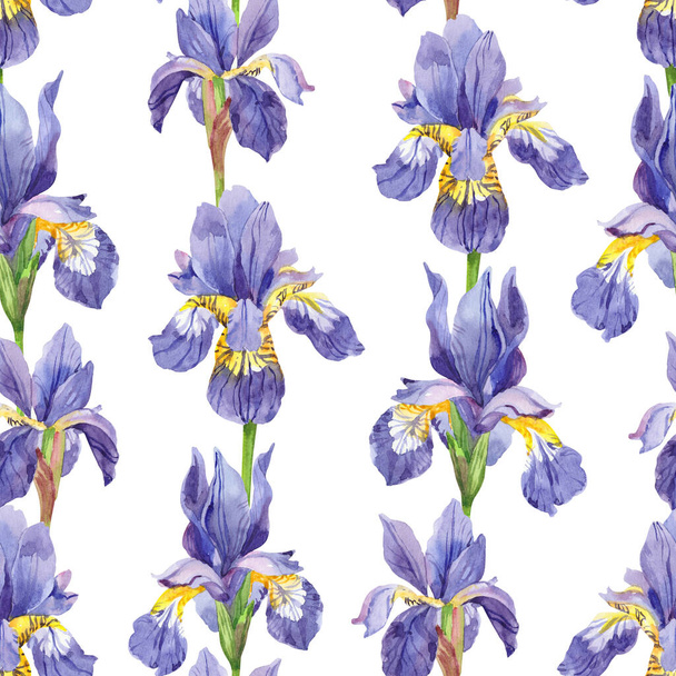 Watercolor set of irises, hand drawn floral illustration, blue flowers isolated on white background. - Valokuva, kuva
