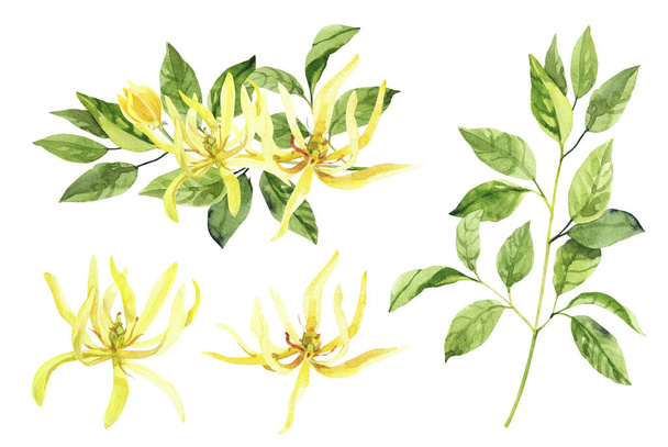 Υδατογραφία χέρι ζωγραφισμένο ylang ylang κλαδιά και λουλούδια. Υδατογραφίες απομονώνονται σε λευκό φόντο, αρωματοθεραπεία, αιθέρια έλαια - Φωτογραφία, εικόνα
