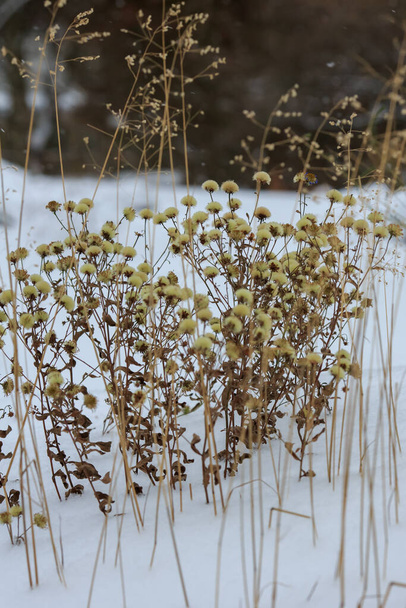 Plantas secas y cereales en el jardín de invierno. Hierbas y plantas en el diseño del paisaje - Foto, imagen