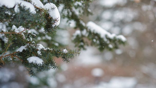 Um ramo de abeto coberto de neve. Fundo de Natal ou banner - Foto, Imagem
