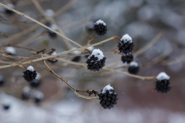 Eleutherococcus senticosus berries in winter - Photo, Image
