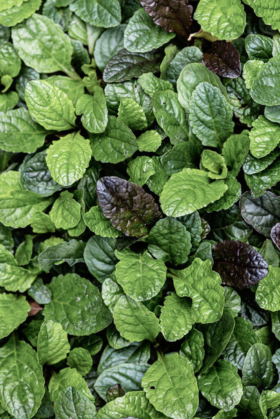 Green leaves background texture  - Foto, Imagen