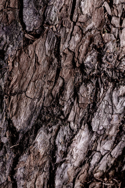 Close up de textura casca de árvore - Foto, Imagem