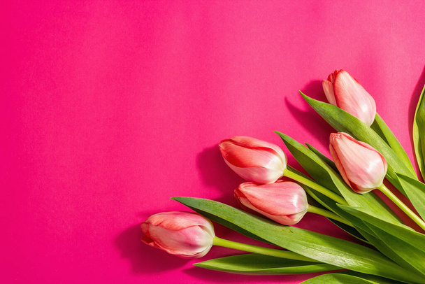 Frische Blütenkomposition, ein Strauß rosa Tulpen, isoliert auf magenta Hintergrund. Grußwort, internationaler Frauentag, Valentinstag oder Muttertag, Hochzeit - Foto, Bild
