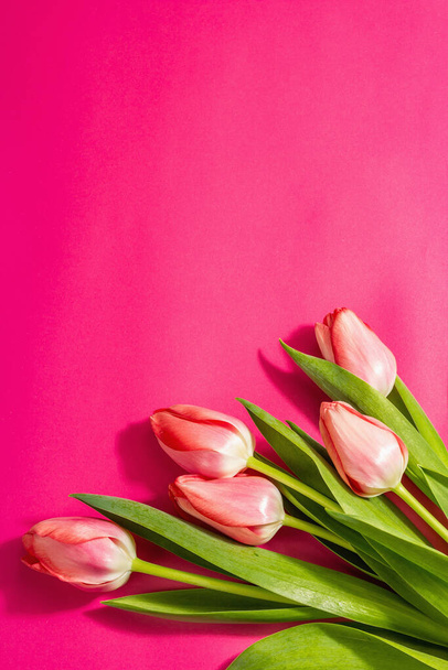Fresh flower composition, a bouquet of pink tulips, isolated on a magenta background. Greeting concept, international Women's, Valentines, or Mother's Day, Wedding - Foto, Imagen