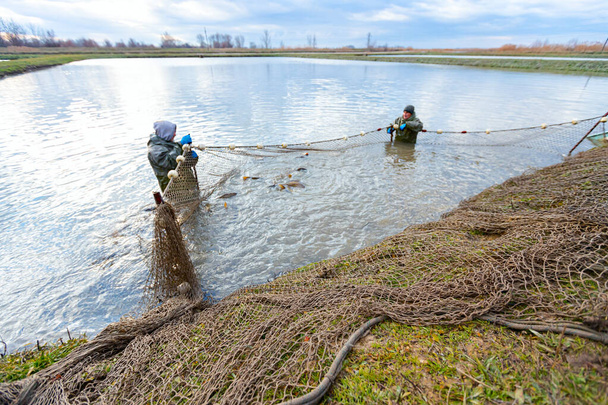 Fischer tragen wasserdichte Overalls im Fischteich, während sie Fischernetze voller Mist ausziehen, Ernte auf der Fischfarm. - Foto, Bild