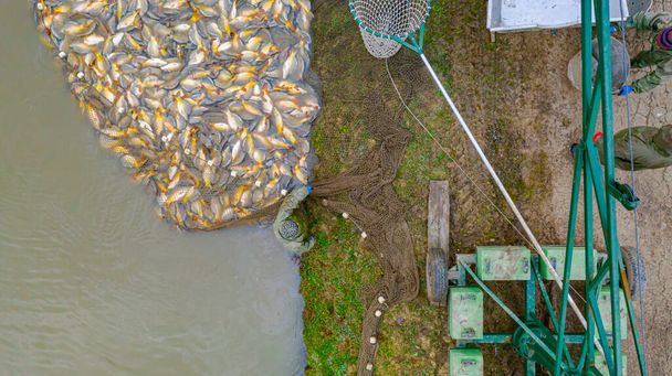 Πάνω από την κορυφή άποψη σχετικά με τον εξοπλισμό και τη μηχανοποίηση με λαβίδα αλιείας στο εμπορικό αλίευμα ψαριών στο αγρόκτημα, λίμνη ψαριών. - Φωτογραφία, εικόνα