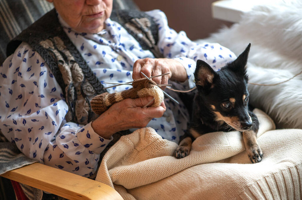 Vanhempi nainen, jolla on pieni koira sylissään istuu ikkunan vieressä ja neuloo lämpimän sukan. - Valokuva, kuva