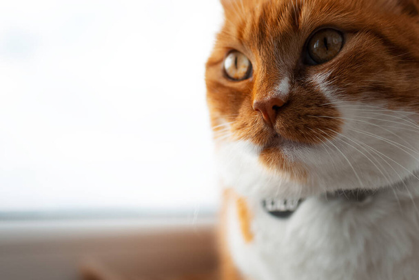 Close-up portrait of cute red-white cat with golden eyes. - Fotó, kép