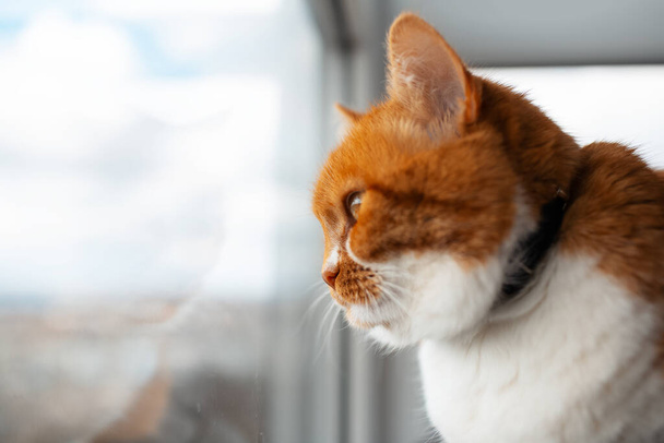 Боковой портрет красно-белого кота, смотрящего в окно. - Фото, изображение