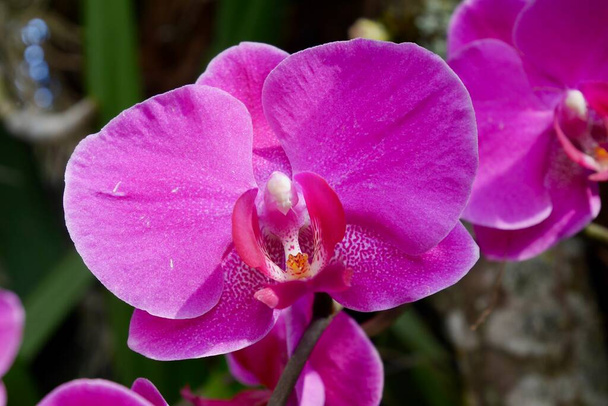 Крупним планом рожева орхідея в долоні. Високоякісна фотографія
 - Фото, зображення