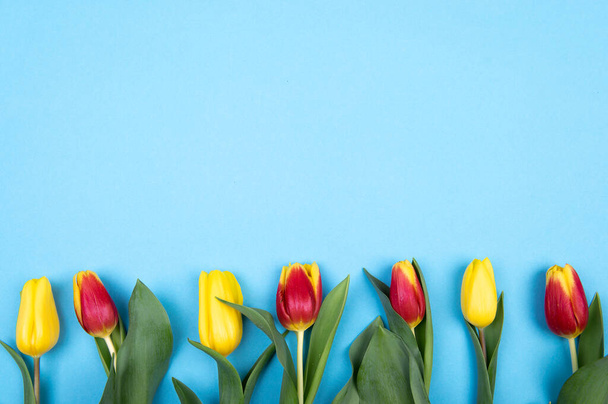Coloridos tulipanes flores de primavera sobre fondo azul para el cumpleaños, Pascua, Día de la Madre y la Mujer. - Foto, imagen