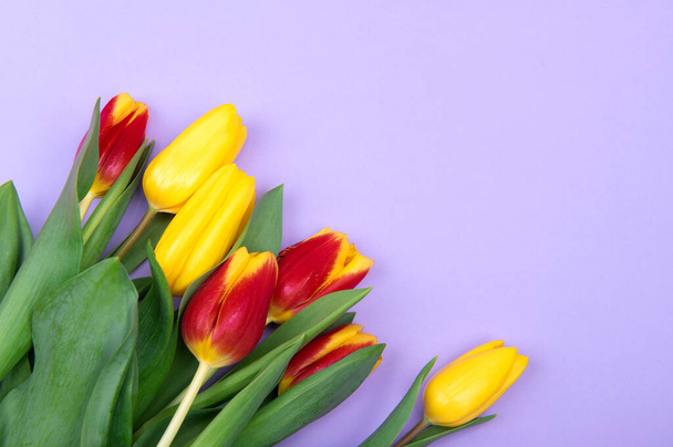 Beautiful yellow and red spring tulips on light purple background, top view. Greeting card with copy space. - Photo, Image