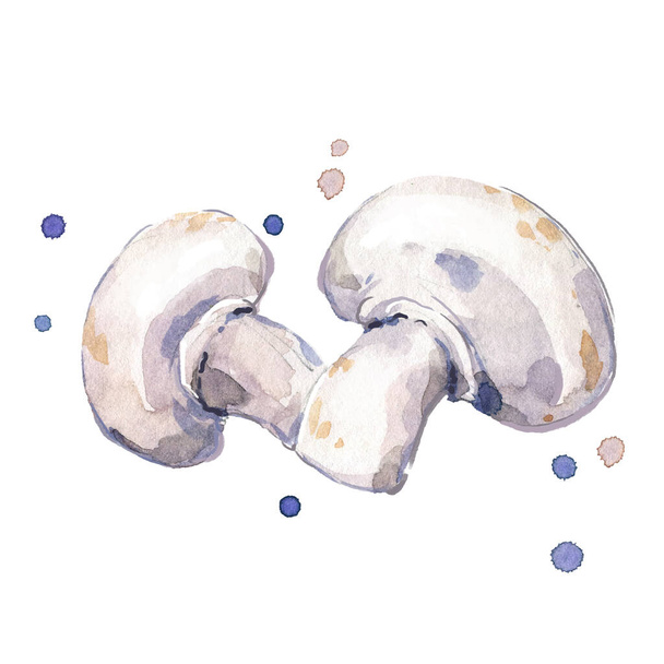 fresh champignons, mushrooms watercolor painting  - Vector, imagen