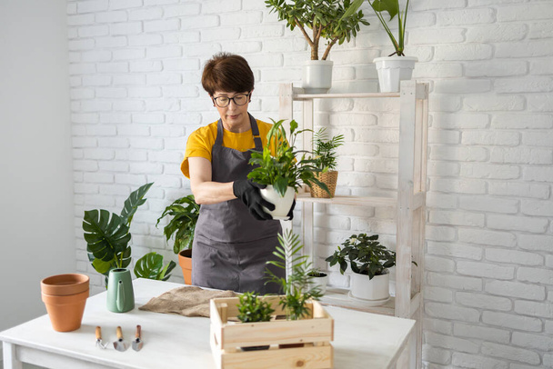 Middle aged woman gardener transplanting plant in ceramic pots on the white wooden table. Concept of home garden. Spring time. Stylish interior with a lot of plants. Taking care of home plants. - Valokuva, kuva