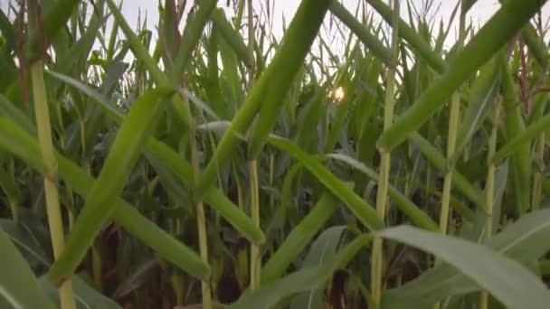 Кукуруза (Zea mays) - высокое травянистое растение, достигающее высоты 3 м и более. Существует предположение, что кукуруза является старейшим хлебным растением в мире. - Кадры, видео