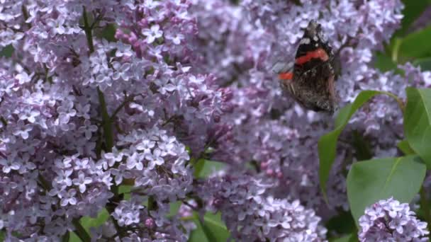 Mariposa "Urticaria" recoge el néctar de la floración lila. Las alas son de color rojo ladrillo por encima, con una serie de grandes manchas negras, separadas por espacios amarillos en el margen costal - Metraje, vídeo