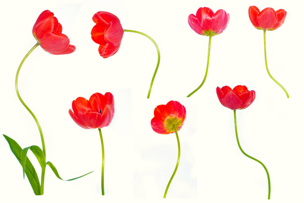 Grußkarte vorhanden. Frühlingsblumen Tulpen isoliert auf weißem Hintergrund. Florale Kollektion. eingestellt - Foto, Bild