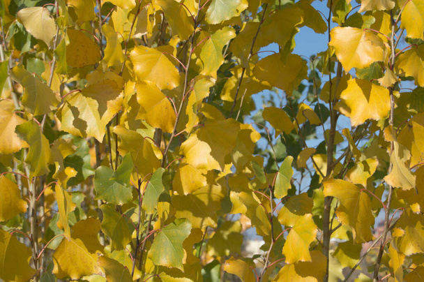 фон с желтыми и зелеными листьями осенью - Фото, изображение