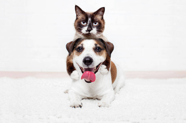 Portrait of cute pets of cat and dog looking into the camera on a white background. The cat is lying on the dog, they play and are friends together - Foto, imagen