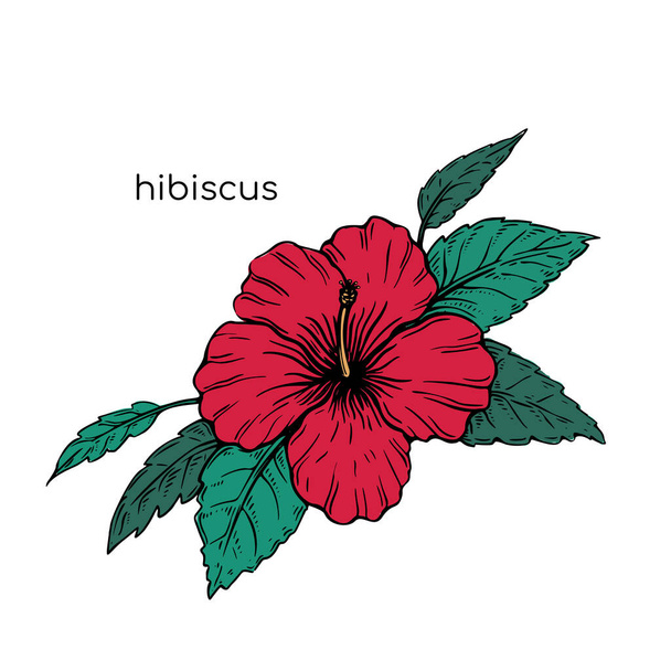 Hibiscus sketch flower in vintage style. Beautiful hand drawn with colorful on black background for textile design. - Vektor, obrázek